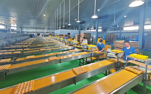 山西臨猗雞蛋工廠 網(wǎng)絡(luò)技術(shù)服務(wù)助力現(xiàn)代農(nóng)業(yè)科技升級(jí)